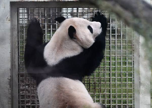 Yang Guang looks into Tian Tians enclosure, but their failure to mate may indicate that she is not taken with his appearance. 
Picture: Neil Hanna