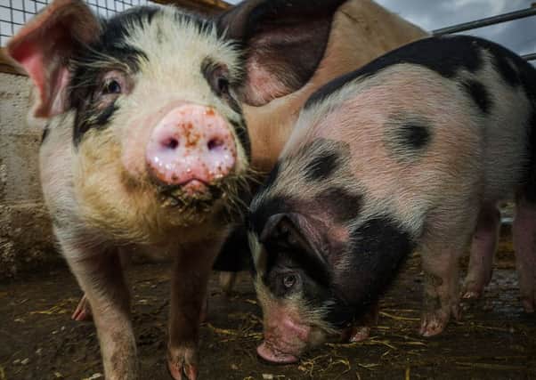 Pigs. File picture: Steven Scott Taylor