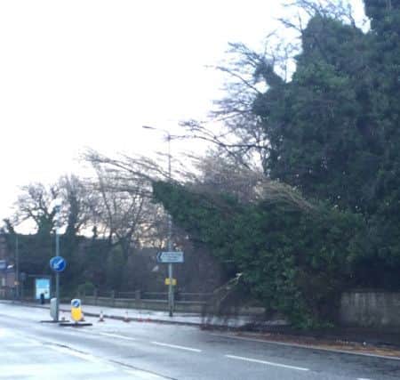 A downed tree in Murrayfield. Picture: Mairi Thomson