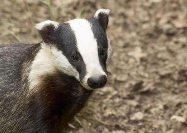 Badgers are being tempted towards the gate with the help of peanut butter. Picture: Getty
