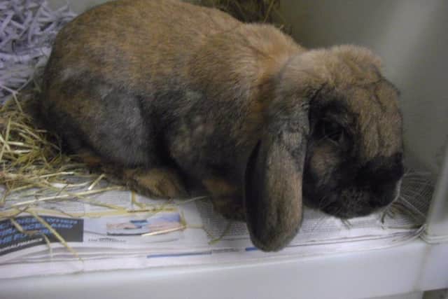 Danni is recovering from her ordeal. Picture: Scottish SPCA