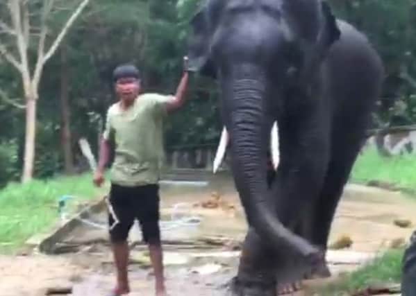 Screen grab from a video showing a guide poking a docile and calm elephant taken at the same Thai park where British tourist Gareth Crowe was killed. Picture: Hemedia