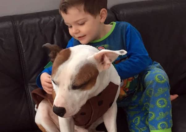 Stolen dog Scooby with Max Finnie , aged 3. Picture: contributed