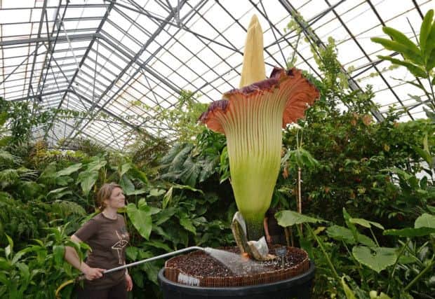 Sadie Barber waters the 'corpse flower'. Picture: Neil Hanna