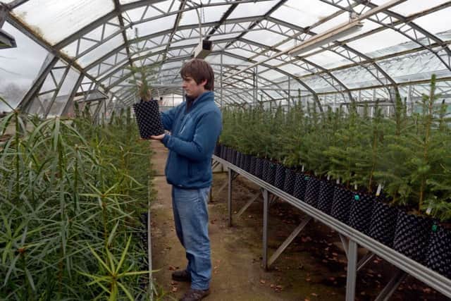 Tom Christian at work in one of the RGBE glasshouses. File picture: Phil Wilkinson