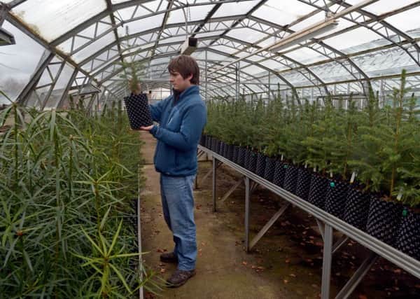 Tom Christian at work in one of the RGBE glasshouses. File picture: Phil Wilkinson