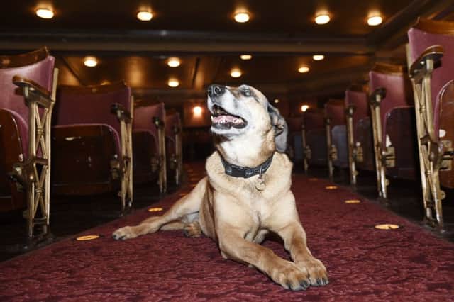 Tara has won the role of Candy's Dog in the King's Theatre production of Of Mice and Men. Picture: Greg Macvean