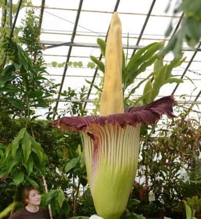 The 'Corpse Flower'. Picture: Neil Hanna