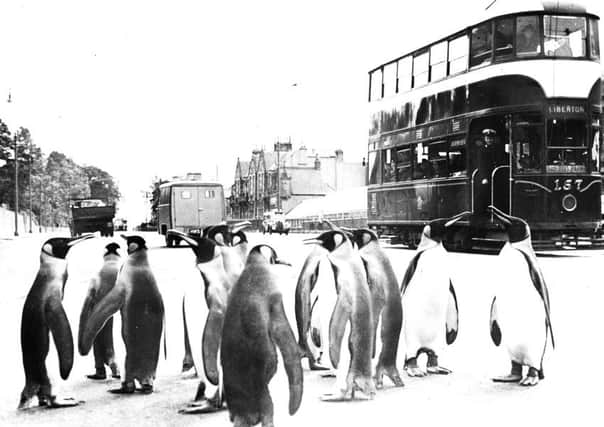 Penguins take in the sights outside their home in the zoo in Corstorphine Road, as a tram trundles by in 1952.