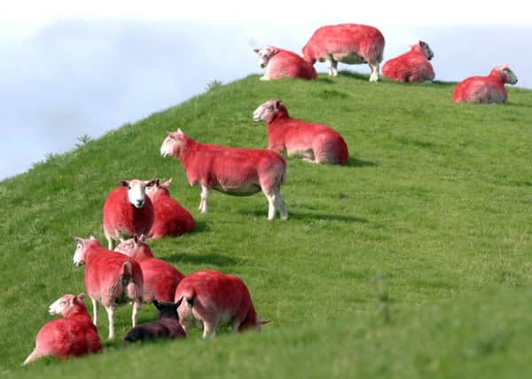 Pink sheep. This year they'll be purple. Picture: Ian Rutherford