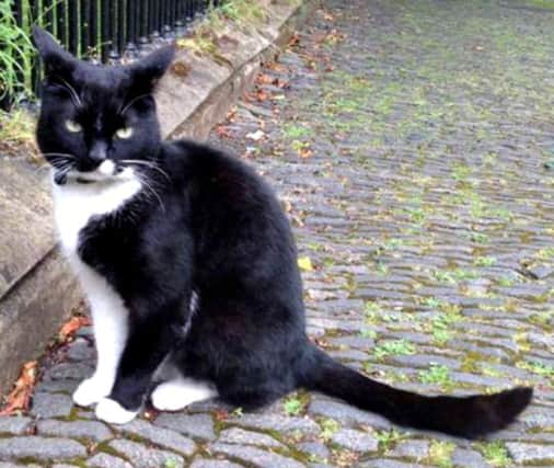 Edinburgh University's famous library cat.