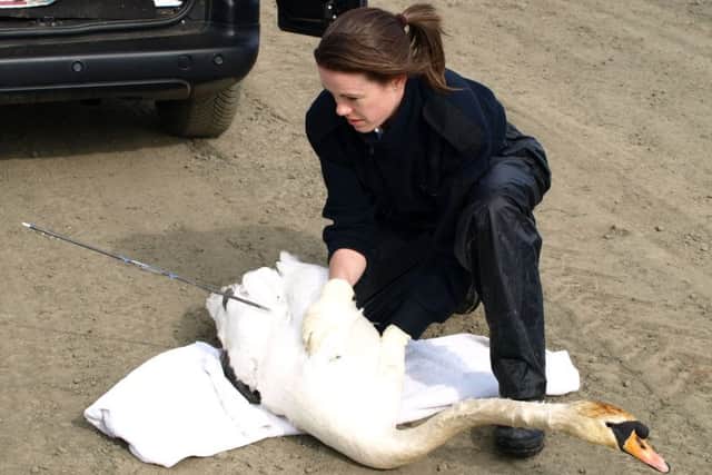 Inspector Sarah Gregory with a swan after it was shot with an arrow in a "cruel and mindless" attack. Picture: PA