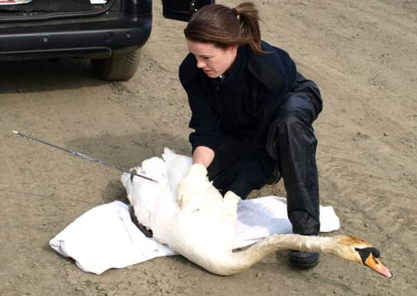 Inspector Sarah Gregory with a swan after it was shot with an arrow  in a "cruel and mindless" attack. Picture: PA