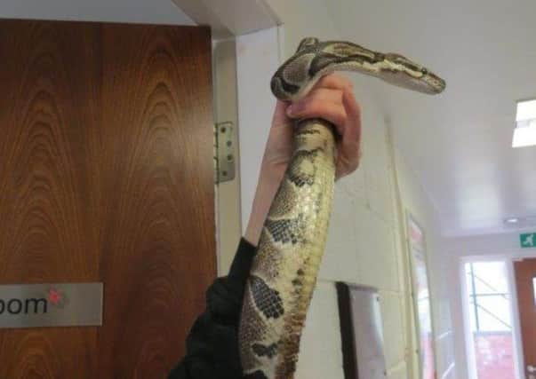 The snake was found with severe burns. Picture: SPCA