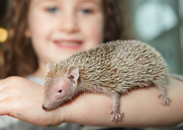 Amy Cluness, 4, gets to grips with Thorn the Lesser Hedgehog Tenerec from Madagascar which is closer related to an Elephant than the European Hedgehog. Picture: Toby Williams