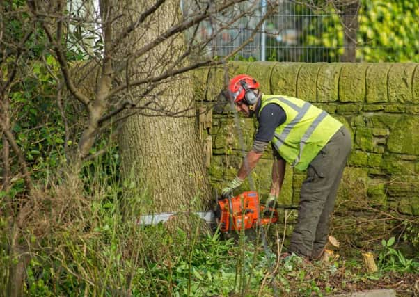 An 80-year-old oak tree is felled at Roseburn Park during flood prevention works last month. Picture: Scott Taylor
