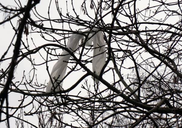 Rhys Fullerton's video highlights the problem of carrier bags, and other assorted rubbish, that gets stuck in trees. Picture: contributed