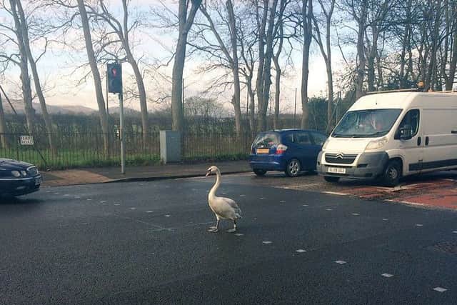 Why did the swan cross the road? Picture: @EmilyRoseLiddle/Twitter