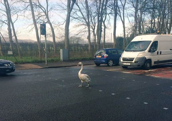 Why did the swan cross the road? Picture: @EmilyRoseLiddle/Twitter