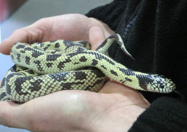 This California kingsnake, dubbed Zak, was found in a cutlery drawer. Picture: Scottish SPCA