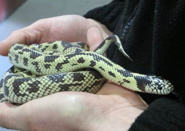 Californian Kingsnake Zak was found in a Leith woman's cutlery drawer in her flat. Picture: Scottish SPCA