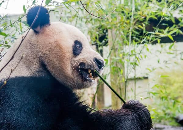Pandas may eat up to 60 different types of bamboo. Picture: Ian Georgeson
