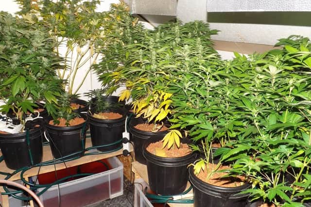 Cannabis plants