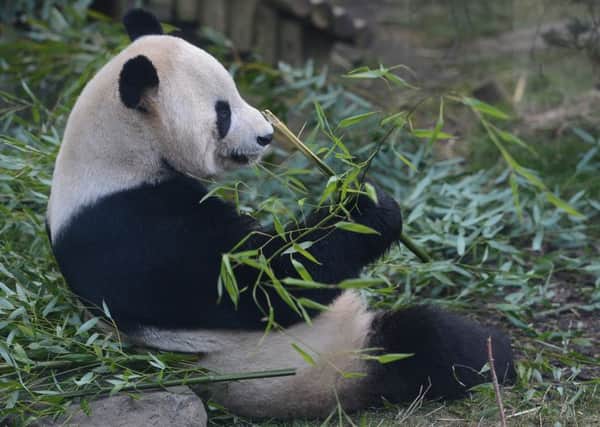 Yang Guang, the male, in his outdoor enclosure. Picture: Neil Hanna