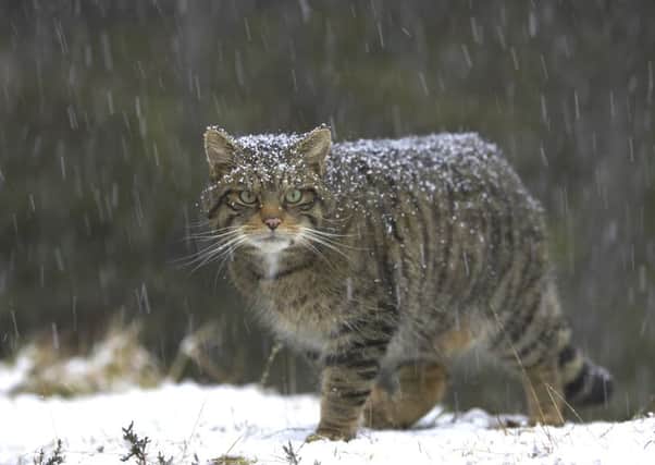 Feral cats are being killed to protect the Scottish wildcat. Picture: Peter Cairns