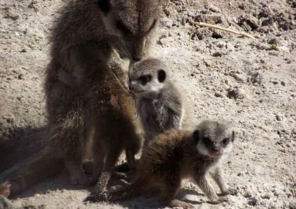 The Meerkat colony has risen from the ashes. Picture: supplied