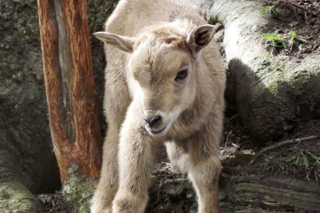 Spring is in the air at Five Sisters Zoo. Picture: supplied