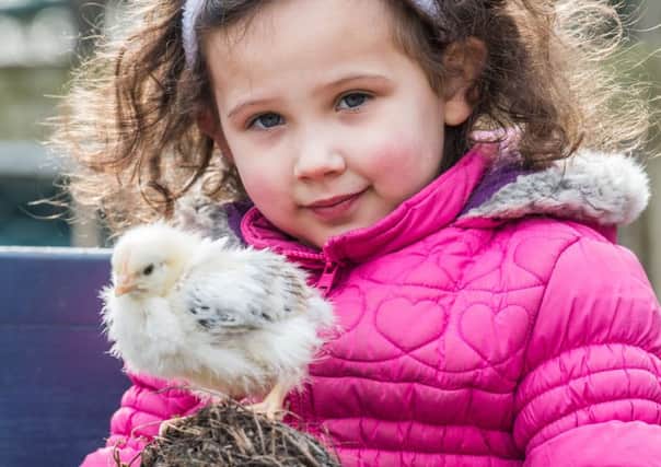 Sophie Mya Fleming with an Easter chick at the farm. Picture: Ian Georgeson