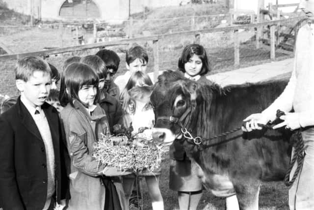 Children from Dalry primary school help Dinkie the Jersey cow celebrate her first birthday at Gorgie City Farm in Edinburgh in October 1987. Picture: Denis Straughan