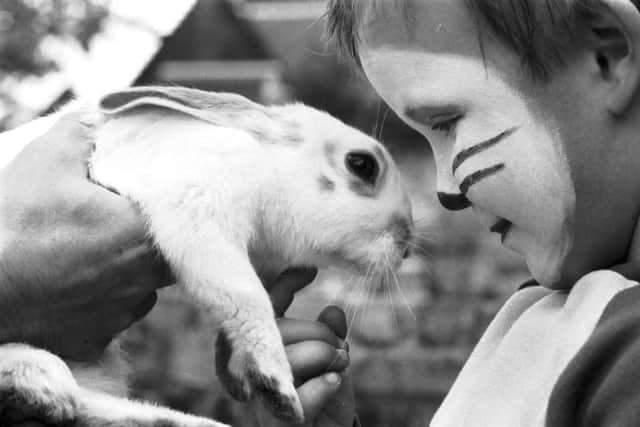 Five-year-old Robert Brown meets Rambo the rabbit at Edinburgh's Gorgie City Farm open day in September 1986. Picture: Alan Macdonald