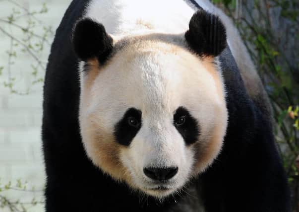 It will be some time before experts know if Tian Tian has conceived. Picture: Ian Rutherford