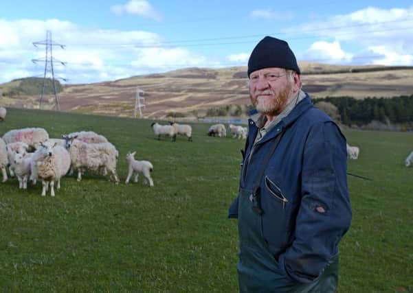 Lambs belonging to Bob Barr, a tenant farmer at Easter Kinleith Farm, were killed by dogs.

 Picture: Neil Hanna