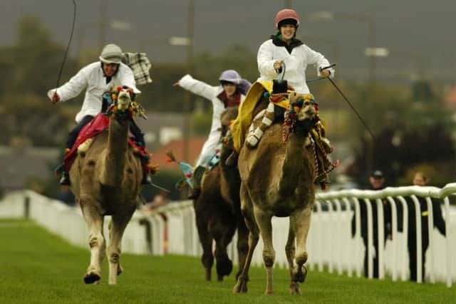 Camel racing at Musselburgh Racecourse. Picture: Danny Lawson