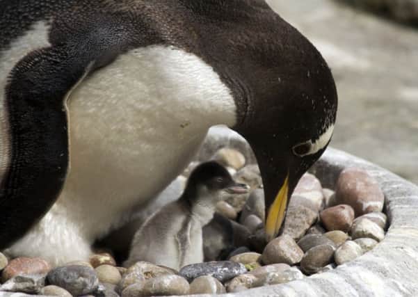 Gentoo penguin hatchlings at Edinburgh Zoo. Picture: Katie Paton
