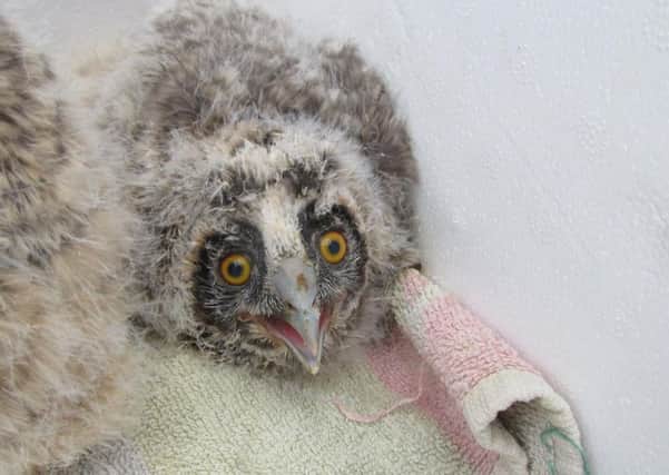 Baby owls at the Scottish Owl Centre. Picture: Scottish Owl Centre/Facebook