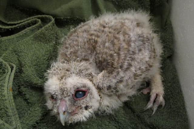 Baby owls at Scottish Owl Centre. Picture: Scottish Owl Centre/Facebook