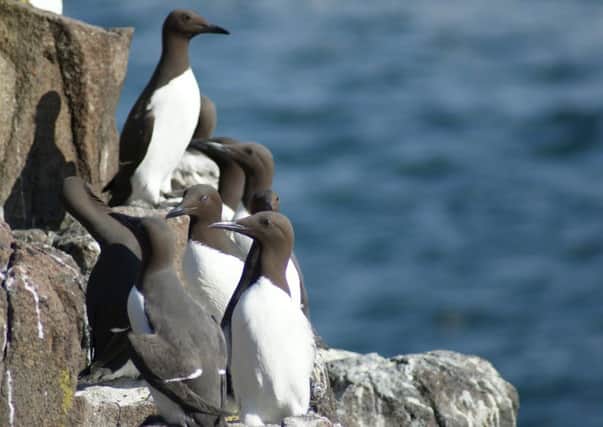 The guillemot was found on the Isle of May in the Firth of Forth. Picture: Contributed