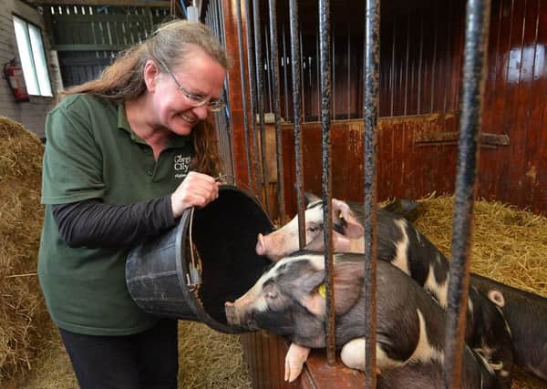 Garden project co-ordinator Tracy Cudworth feeds the pigs. Picture: Jon Savage