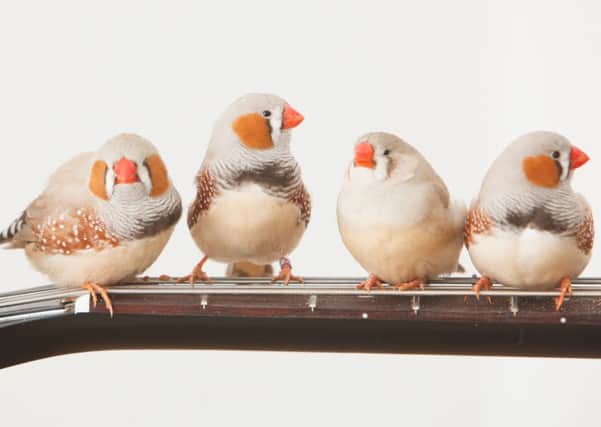 Musical zebra finches. Pic: Toby Williams