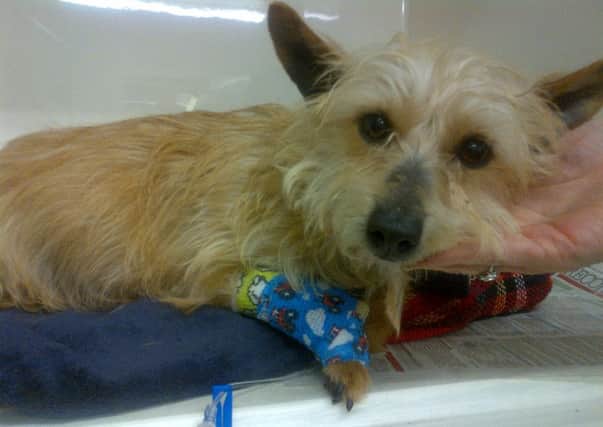 The dog was found freezing and dehydrated, tied to a bin in Bathgate. Picture: Scottish SPCA