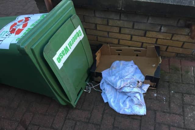 The dog was found tied to a bin with a cable. Picture: Scottish SPCA