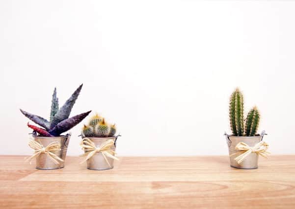 A variety of cacti in pots. Photo: PA Photo/thinkstockphotos
