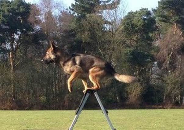 Rebus in action. Picture: Nottinghamshire Police
