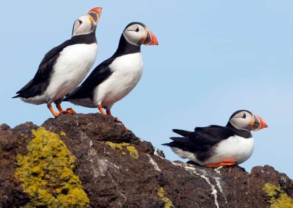 Puffins on the Isle of May. Picture: Lorne Gill/SNH