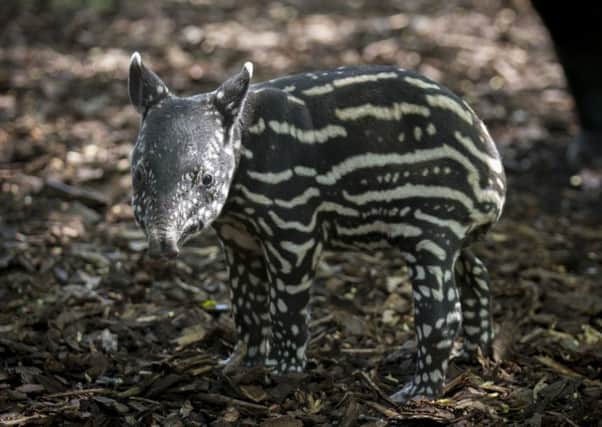 The baby Malayan tapir was born on Thursday. Picture: Edinburgh Zoo