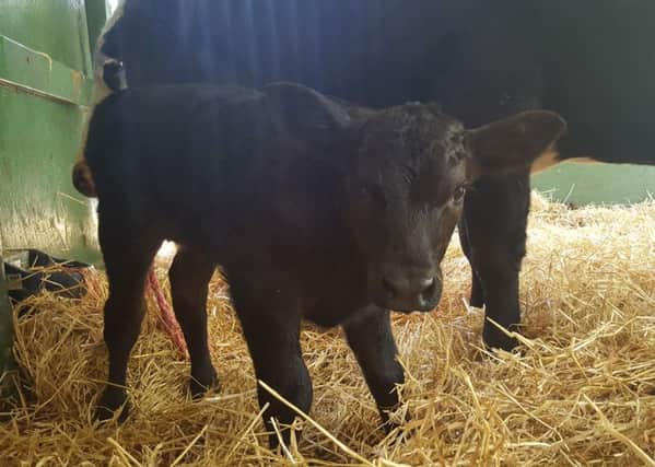 People are being given the opportunity to name the calf which was born at Gorgie Farm. Picture: contributed